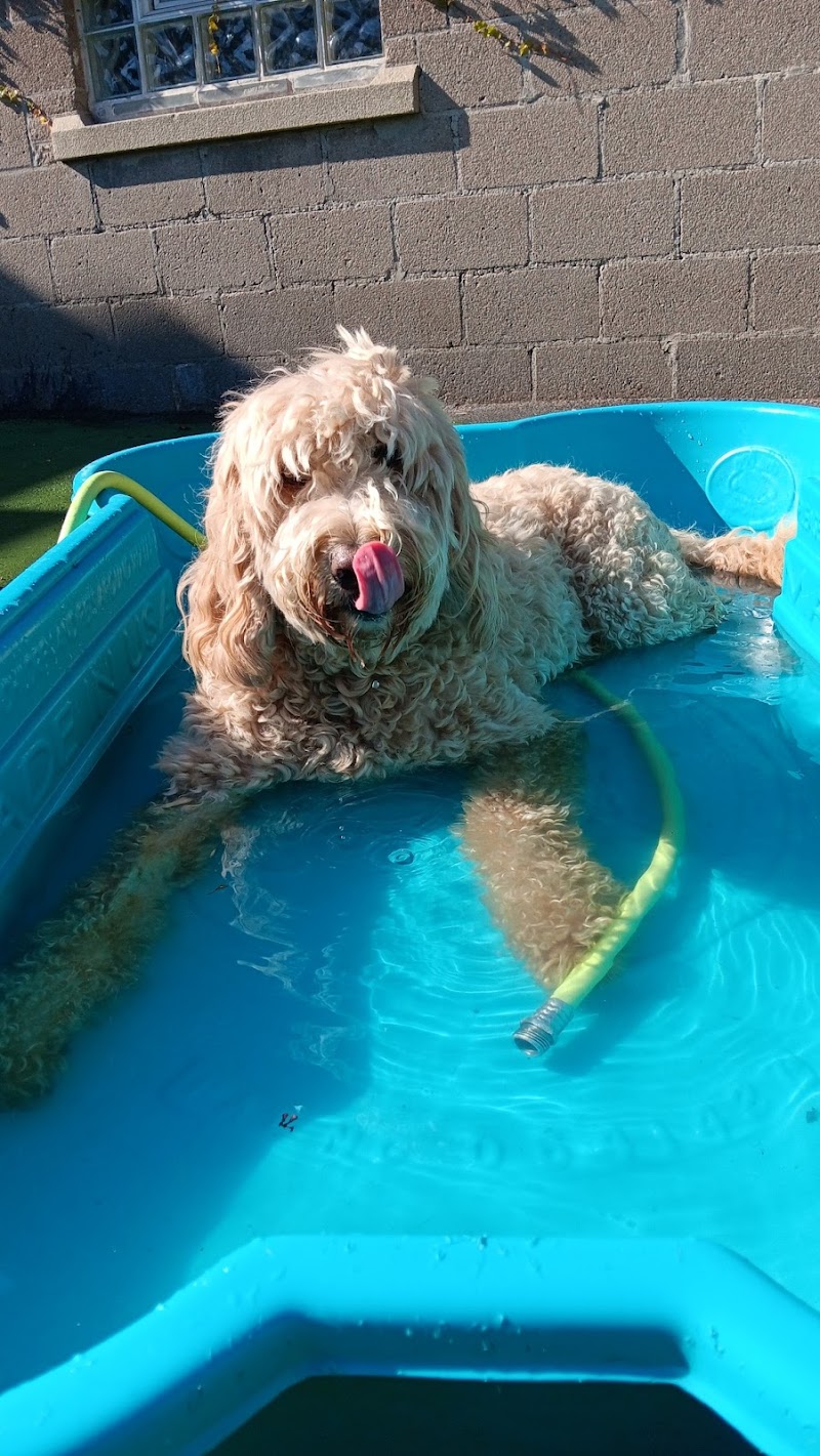 Dogs At Play - Rochester, NY