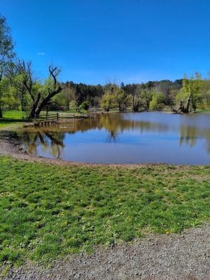 Ellison Dog Park