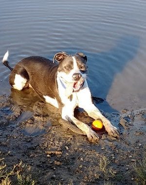 Ellison Dog Park