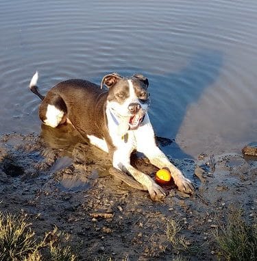 Ellison Dog Park