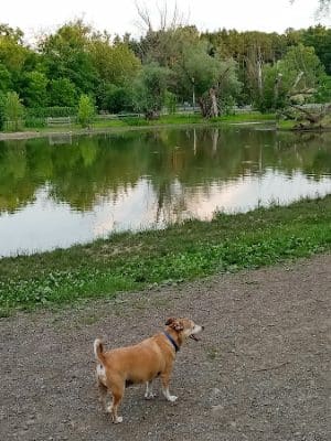 Ellison Dog Park