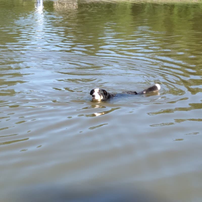 Ellison Dog Park - Rochester, NY