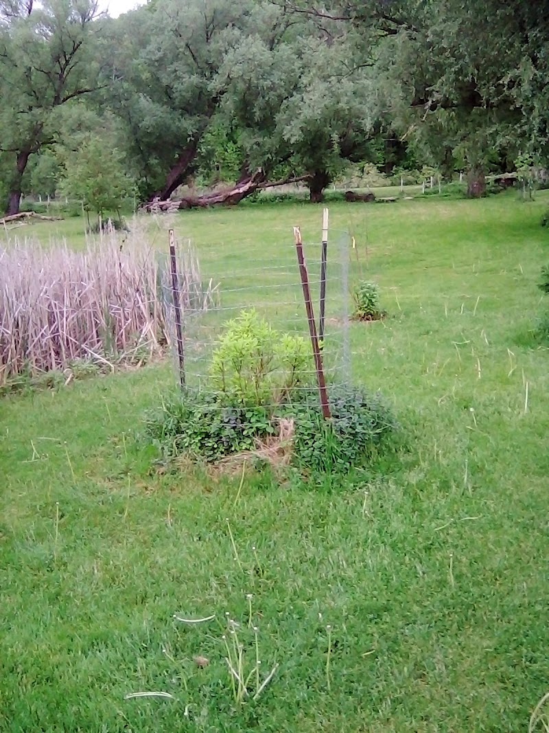 Ellison Dog Park - Rochester, NY