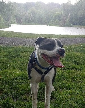 Ellison Dog Park
