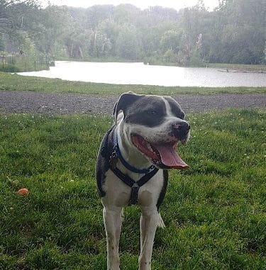 Ellison Dog Park