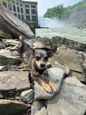 Genesee River Lower Falls at Maplewood Park