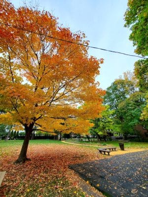 Goodwin Park