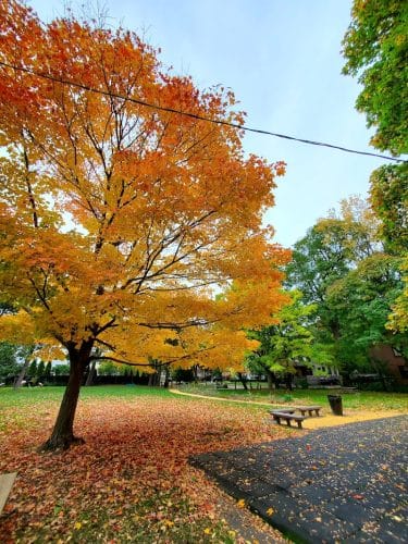 Goodwin Park