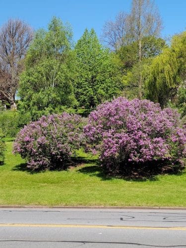 Highland Park