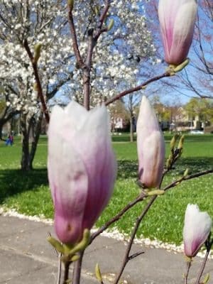 Jones Square Park