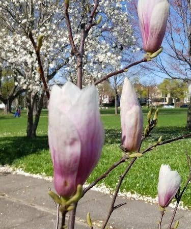 Jones Square Park