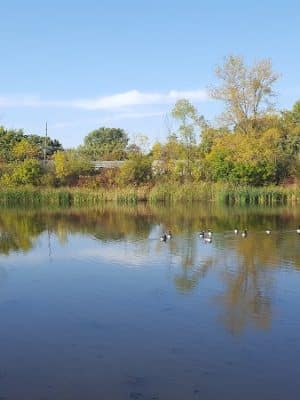 Lions Park