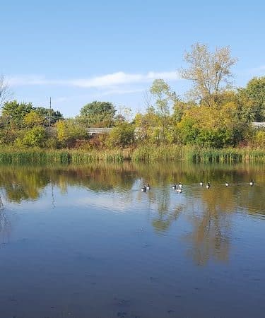 Lions Park