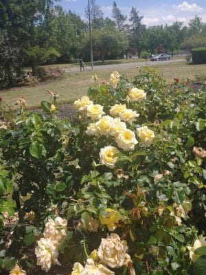 Maplewood Park