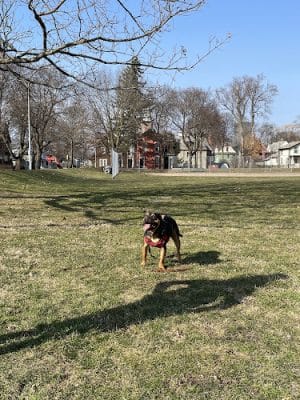 Marie Daley Park