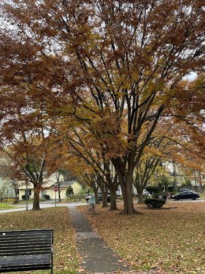 Otto Henderberg Park
