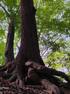 Pinnacle Hill Trail