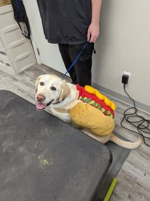 Roc the Dog Spaw
