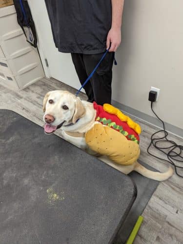 Roc the Dog Spaw