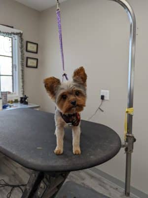 Roc the Dog Spaw