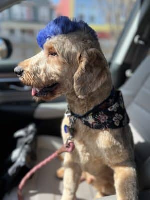 Roc the Dog Spaw
