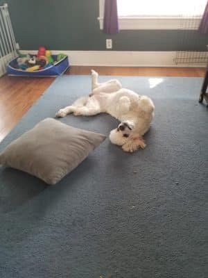 Roc the Dog Spaw