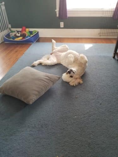 Roc the Dog Spaw