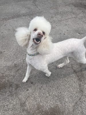 Roc the Dog Spaw