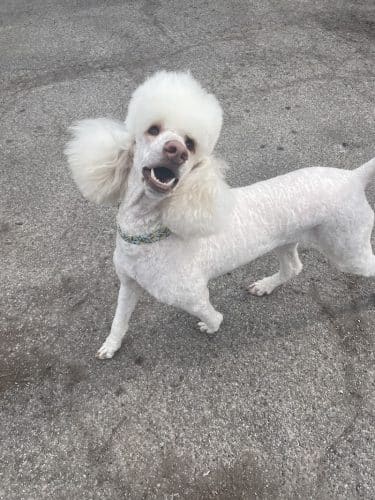Roc the Dog Spaw