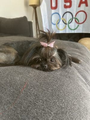 Roc the Dog Spaw