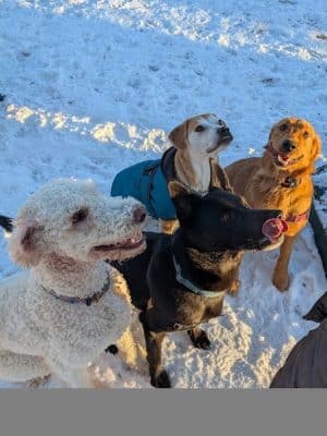 Rustic Village Dog Park