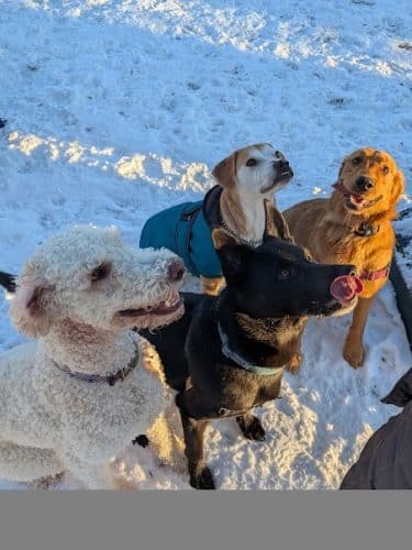 Rustic Village Dog Park