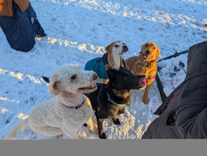 Rustic Village Dog Park - Rochester, NY