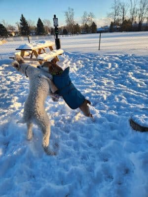 Rustic Village Dog Park