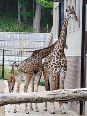 Seneca Park Zoo