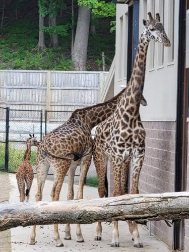 Seneca Park Zoo