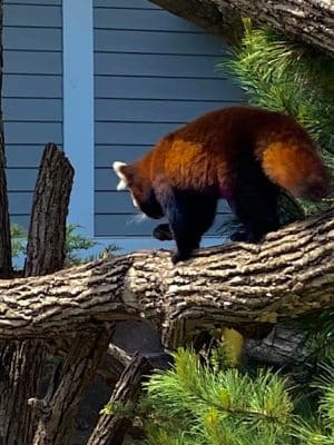 Seneca Park Zoo