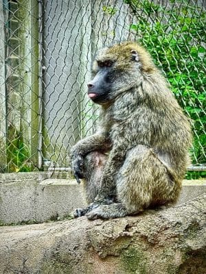 Seneca Park Zoo