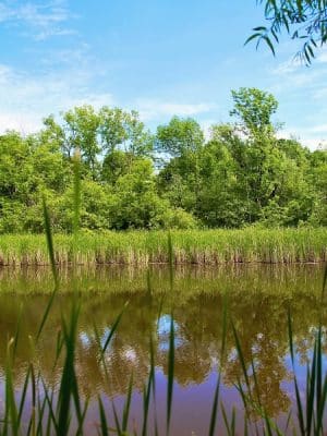 The Brickyard Trail At The Sandra Frankel Nature Park - Rochester, NY