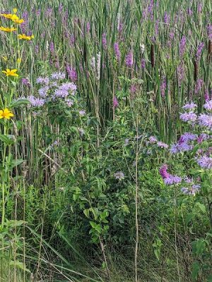 The Brickyard Trail At The Sandra Frankel Nature Park - Rochester, NY