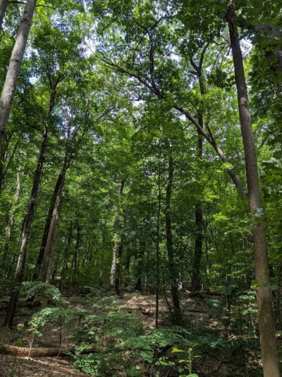 Washington Grove - Rochester, NY