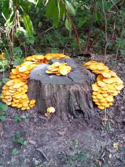 Rotary Park - Rock Falls, IL
