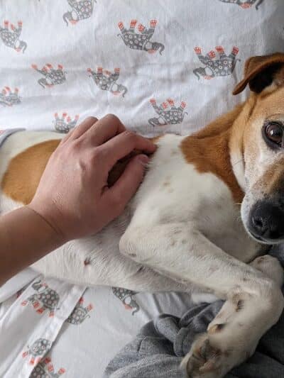 Whiteside County Animal Control - Rock Falls, IL