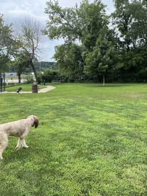 Eleanor Wallace Dog park