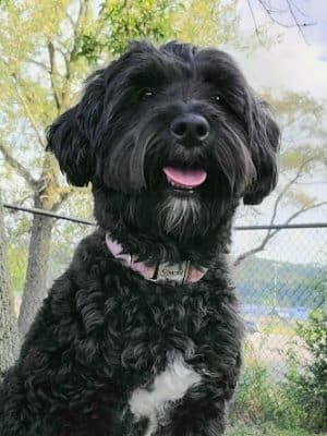 Eleanor Wallace Dog park