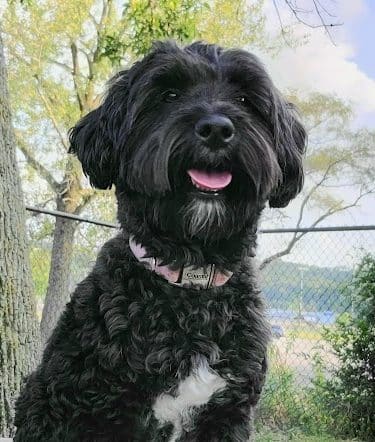 Eleanor Wallace Dog park
