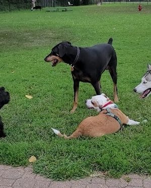 Eleanor Wallace Dog park