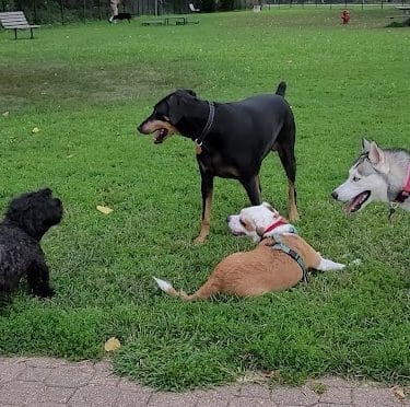 Eleanor Wallace Dog park