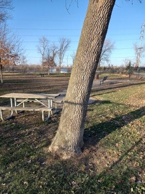 Eleanor Wallace Dog park