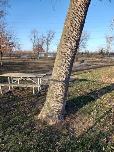 Eleanor Wallace Dog park